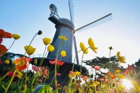 ulips bloom beneath one of金门Park's famous windmills.
